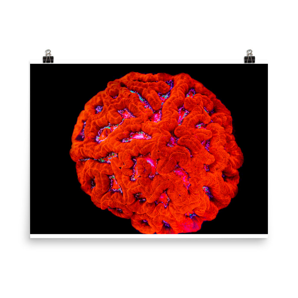 Mars' Craniology - Fine Art Print - Coral Reef Photography Art