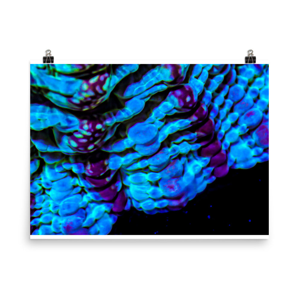 Nebulous Edge  - Fine Art Print - Coral Reef Photography Art