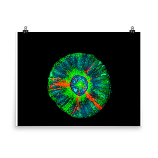 Oculus - Fine Art Print - Coral Reef Photography Art