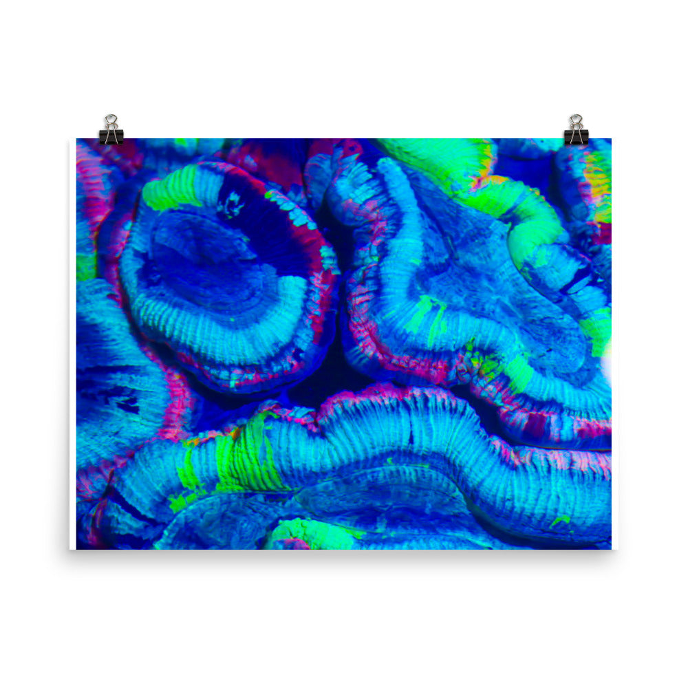 Rave Paint - Fine Art Print - Coral Reef Photography Art