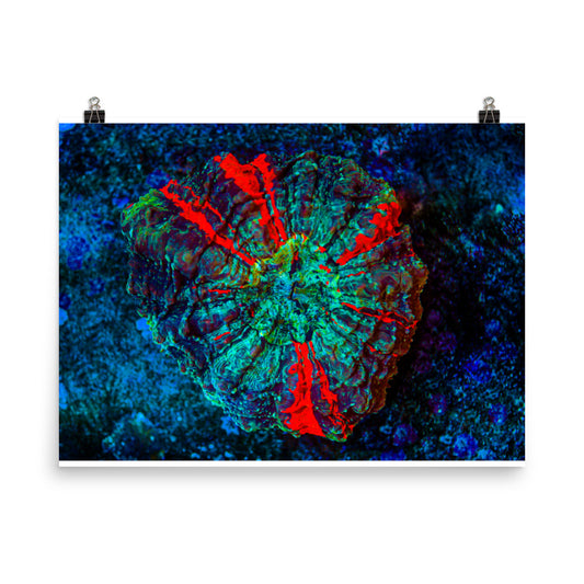Red Radial - Fine Art Print - Coral Reef Photography Art