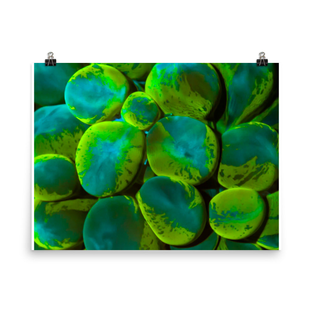 Toxic Spill  - Fine Art Print - Coral Reef Photography Art