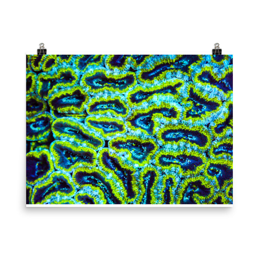 Victors - Fine Art Print - Coral Reef Photography Art