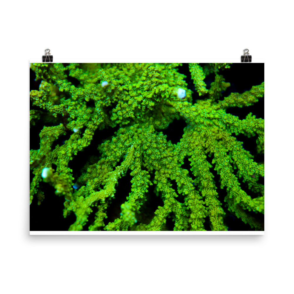 Davy Jones' Silhouette  - Fine Art Print - Coral Reef Photography Art