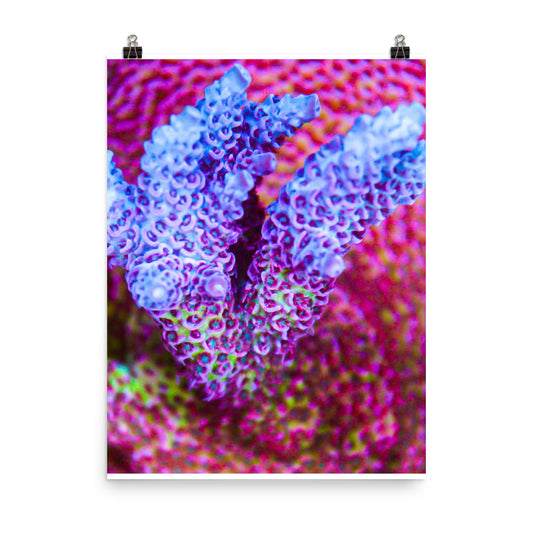 Frosted Tips - Fine Art Print - Coral Reef Photography Art