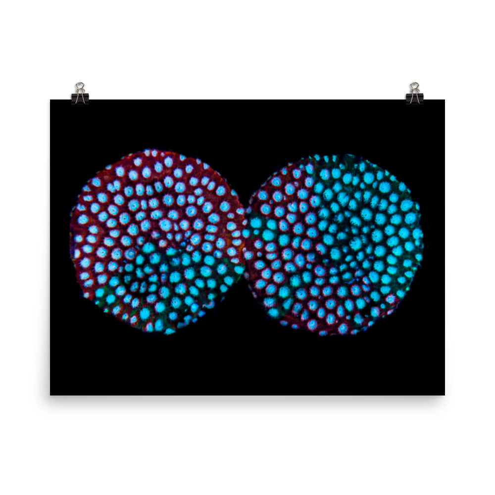 Hypnosis  - Fine Art Print - Coral Reef Photography Art