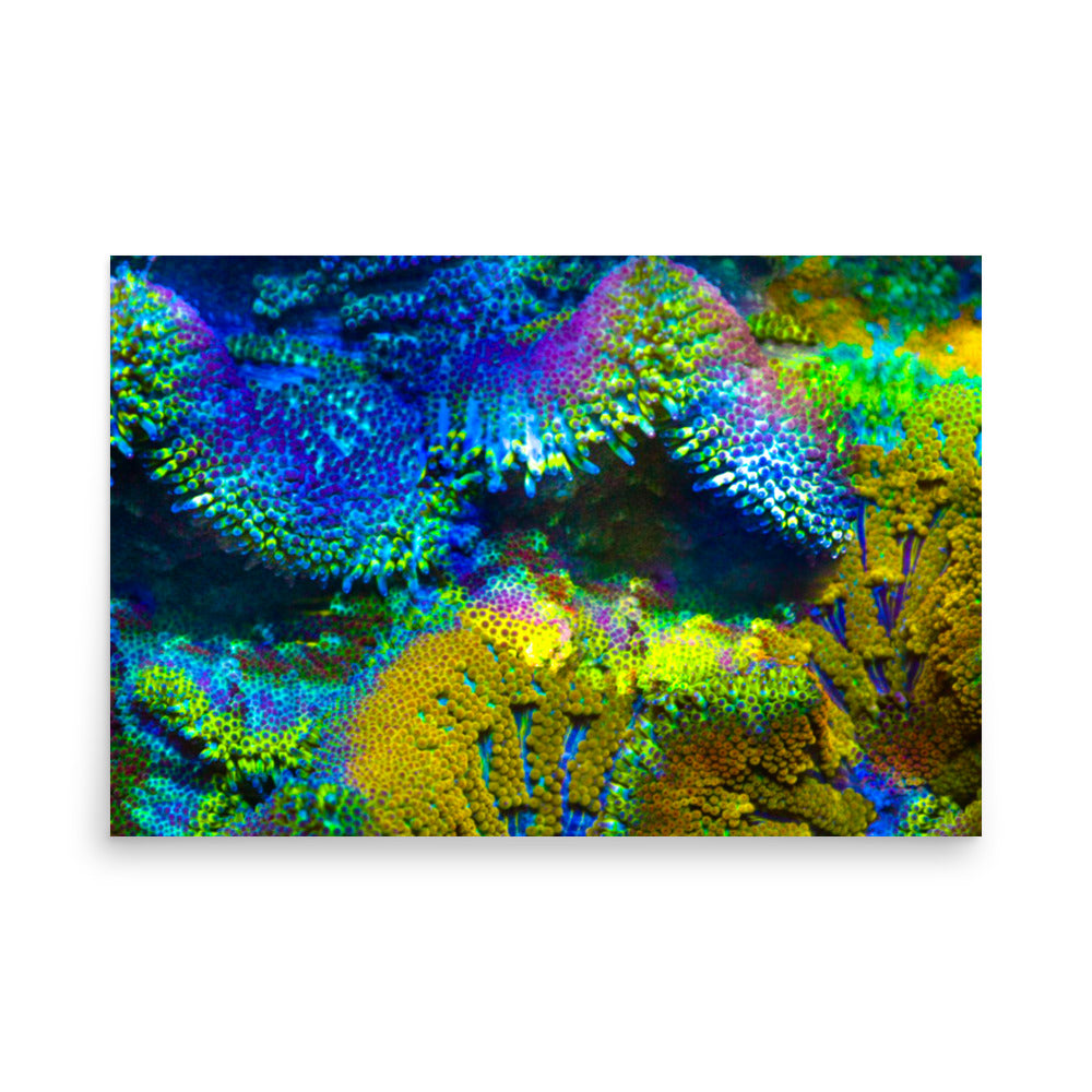 Shades Of Madness - Fine Art Print - Coral Reef Photography Art