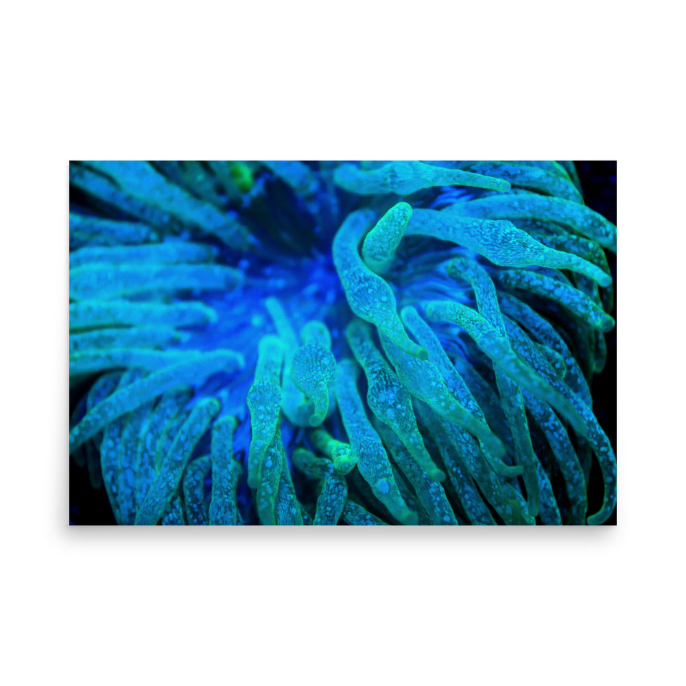 Acid Locs - Fine Art Print - Coral Reef Photography Art