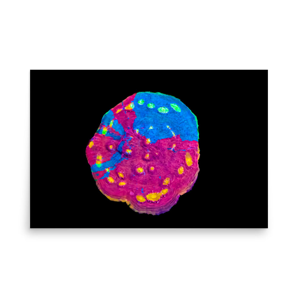 Waxberry - Fine Art Print - Coral Reef Photography Art