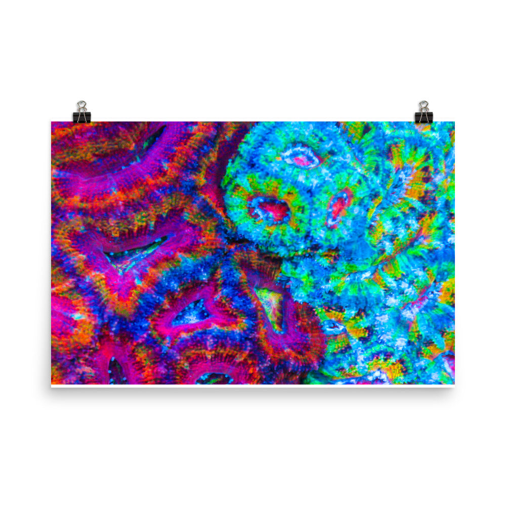 DreamWeaver  - Fine Art Print - Coral Reef Photography Art