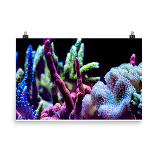 Fairy Garden  - Fine Art Print - Coral Reef Photography Art