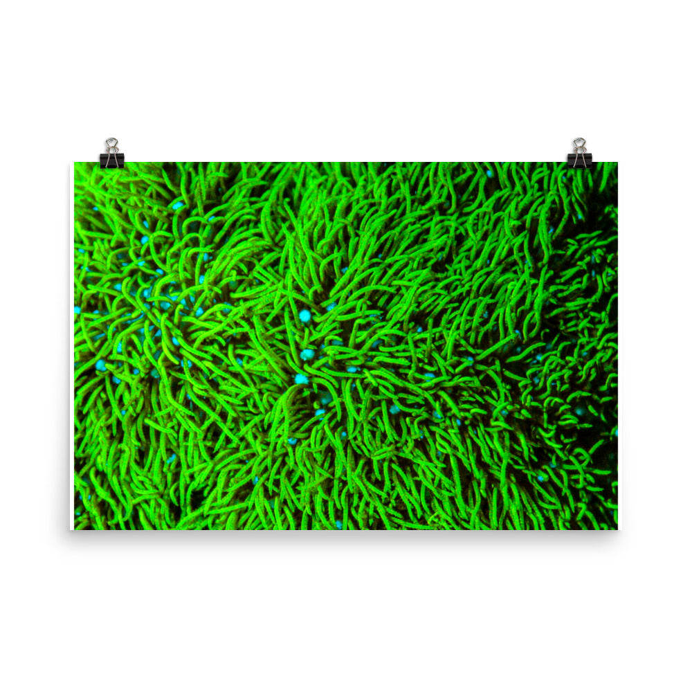 Greener Pastures  - Fine Art Print - Coral Reef Photography Art