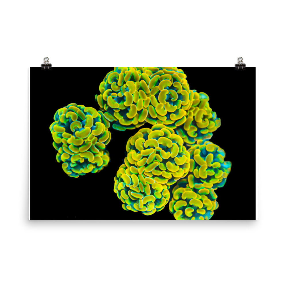 Mystic Marigolds - Fine Art Print - Coral Reef Photography Art