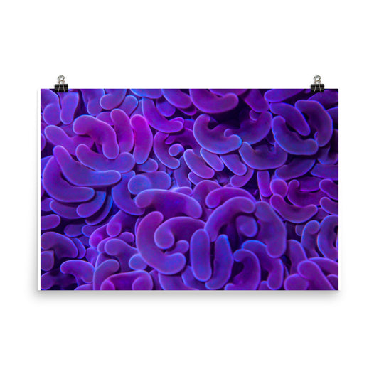 Taro Tide  - Fine Art Print - Coral Reef Photography Art