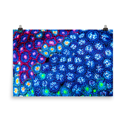 Winter Florals  - Fine Art Print - Coral Reef Photography Art