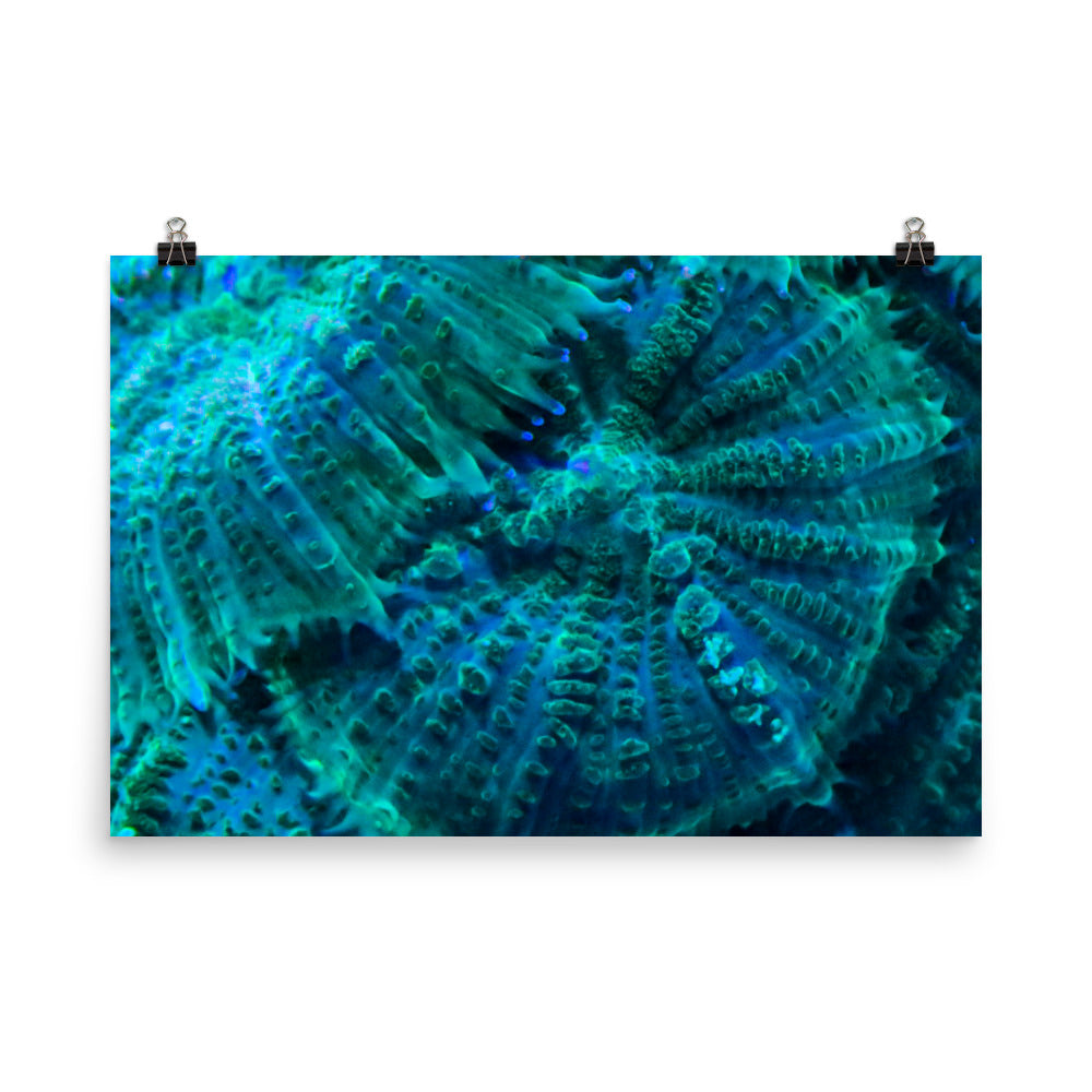 Green Testudo - Fine Art Print - Coral Reef Photography Art