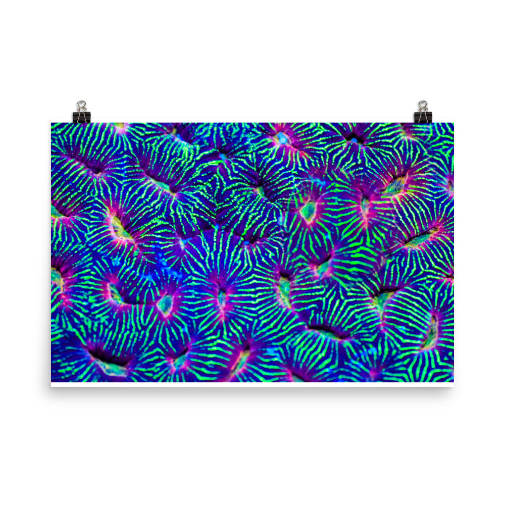 Jungle Stop - Fine Art Print - Coral Reef Photography Art