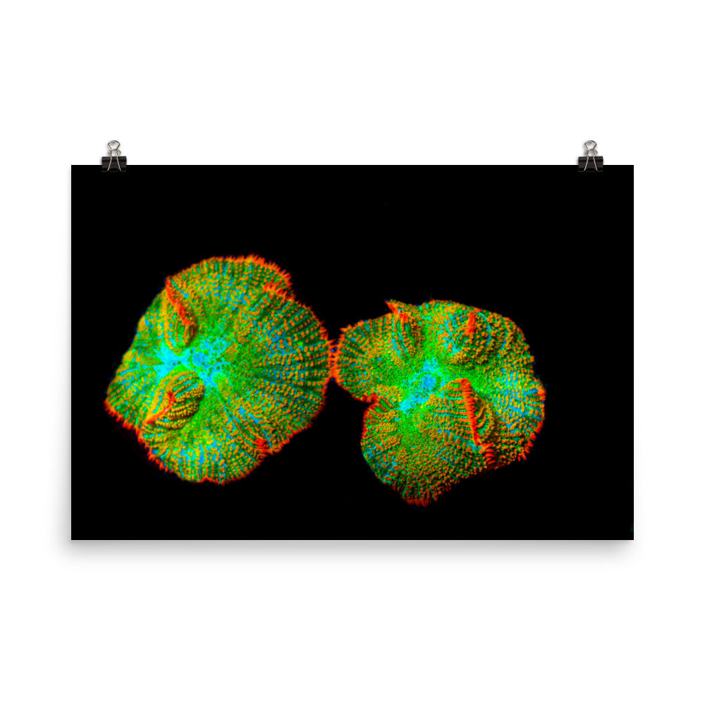 Lizard Frill - Fine Art Print - Coral Reef Photography Art
