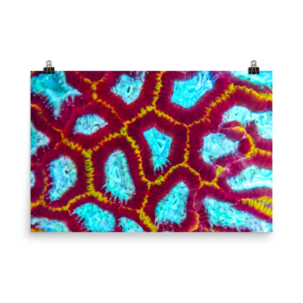 Arc Reactor - Fine Art Print - Coral Reef Photography Art