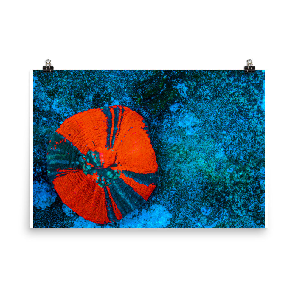Artic Edge - Fine Art Print - Coral Reef Photography Art