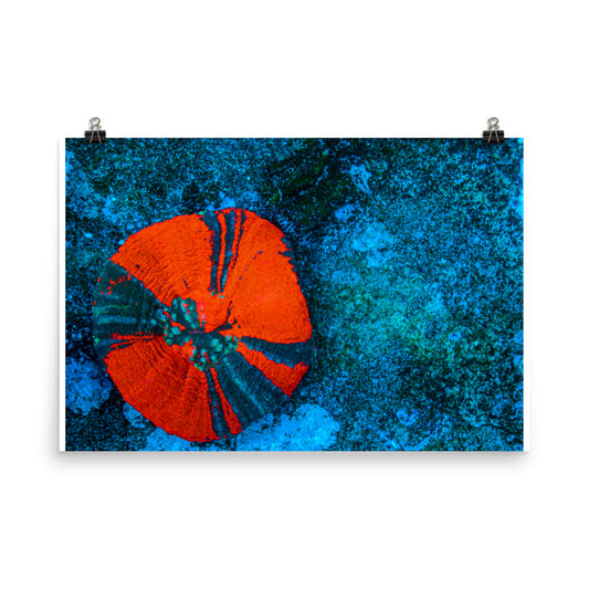 Artic Edge - Fine Art Print - Coral Reef Photography Art