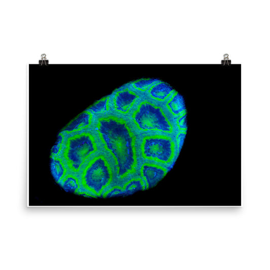 Green Petosky - Fine Art Print - Coral Reef Photography Art
