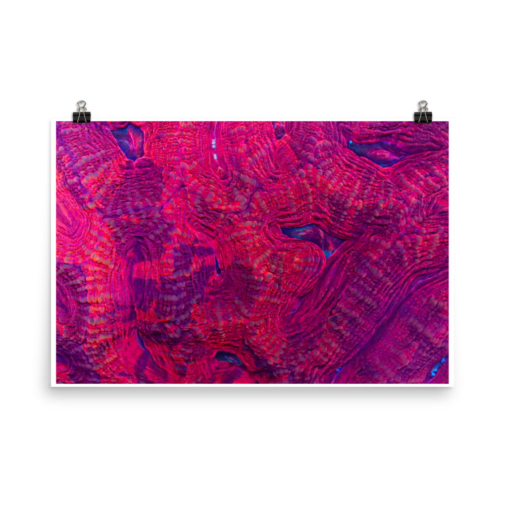 Igneous - Fine Art Print - Coral Reef Photography Art