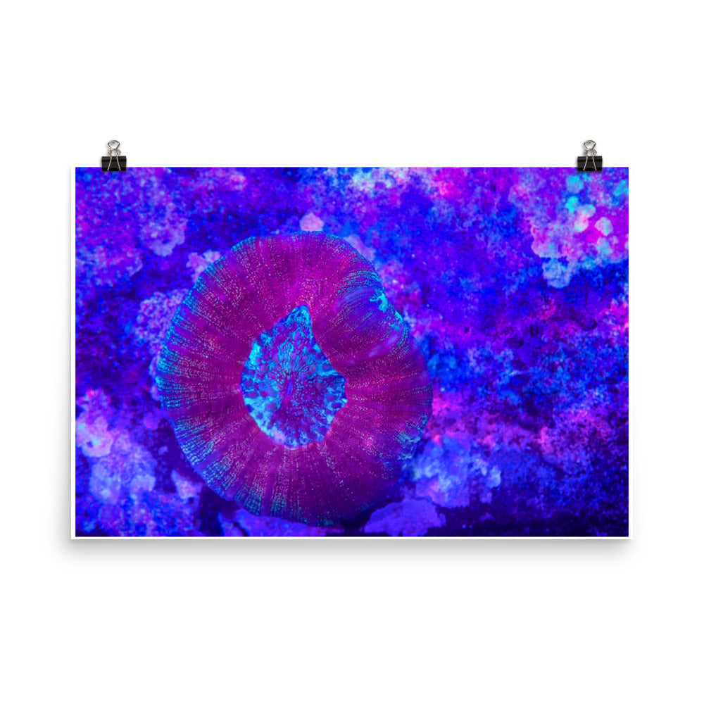 Iridescent Rain - Fine Art Print - Coral Reef Photography Art