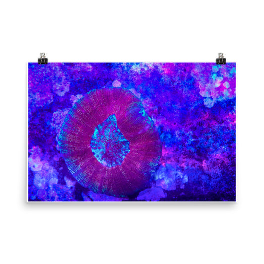 Iridescent Rain - Fine Art Print - Coral Reef Photography Art