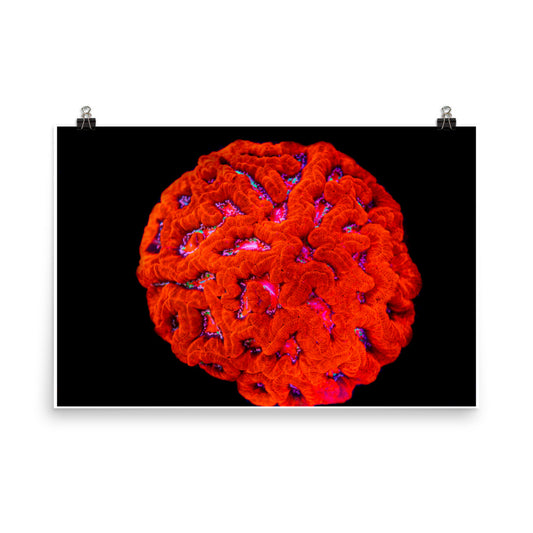 Mars' Craniology - Fine Art Print - Coral Reef Photography Art