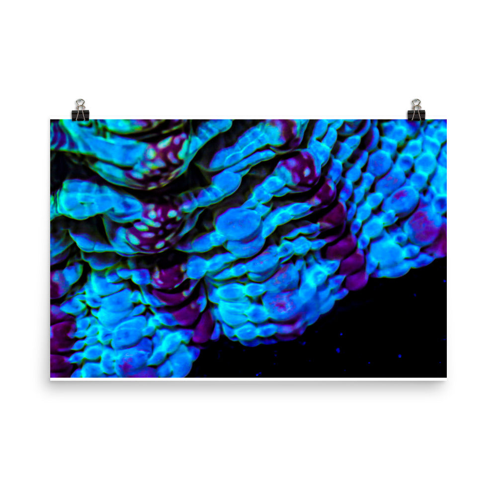 Nebulous Edge  - Fine Art Print - Coral Reef Photography Art