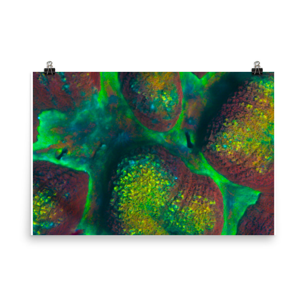 Rainbow Riverside - Fine Art Print - Coral Reef Photography Art