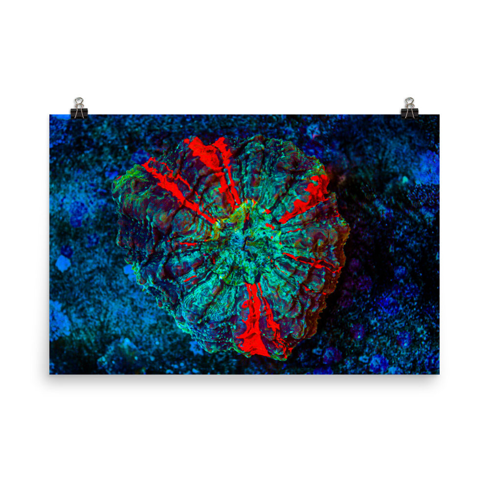Red Radial - Fine Art Print - Coral Reef Photography Art