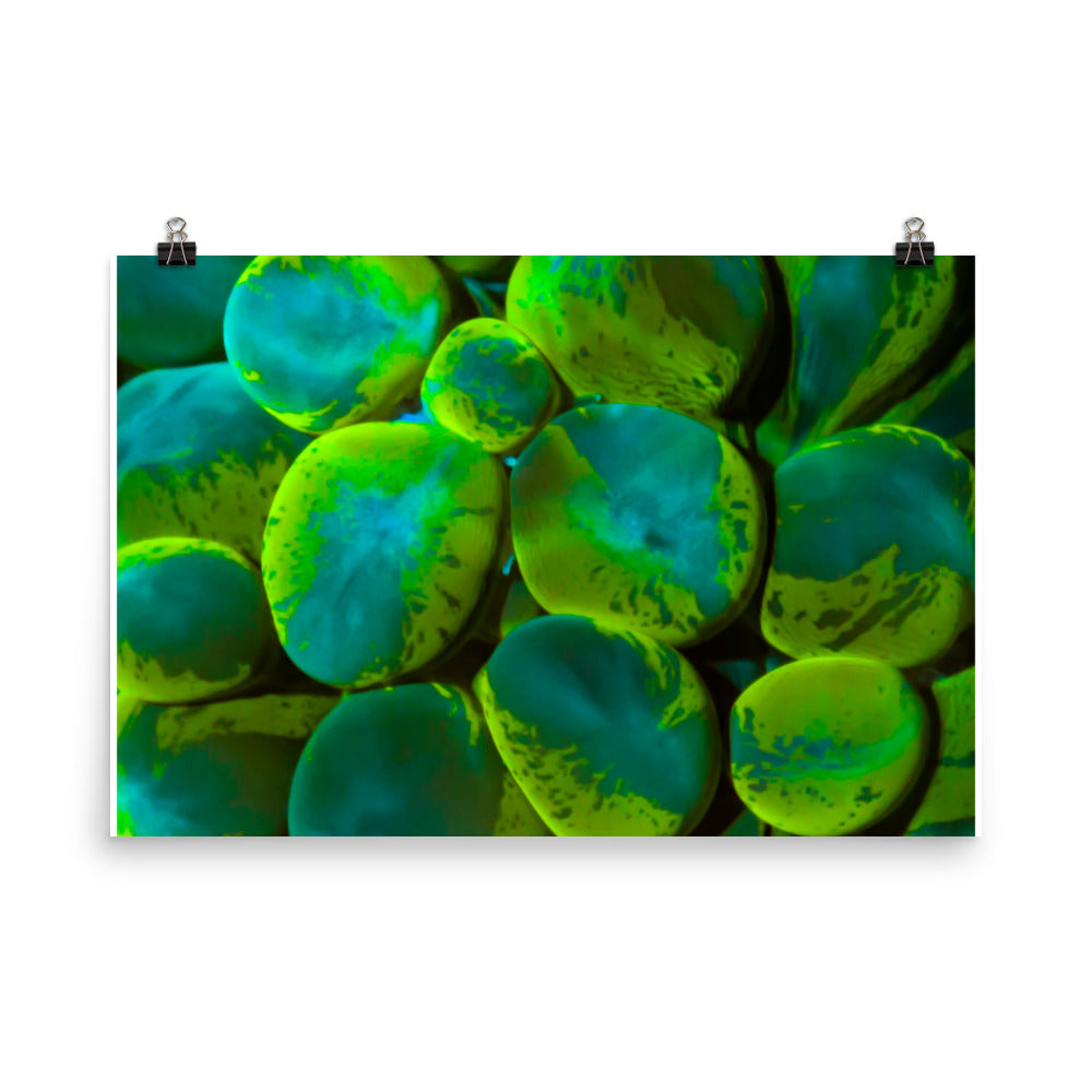 Toxic Spill  - Fine Art Print - Coral Reef Photography Art