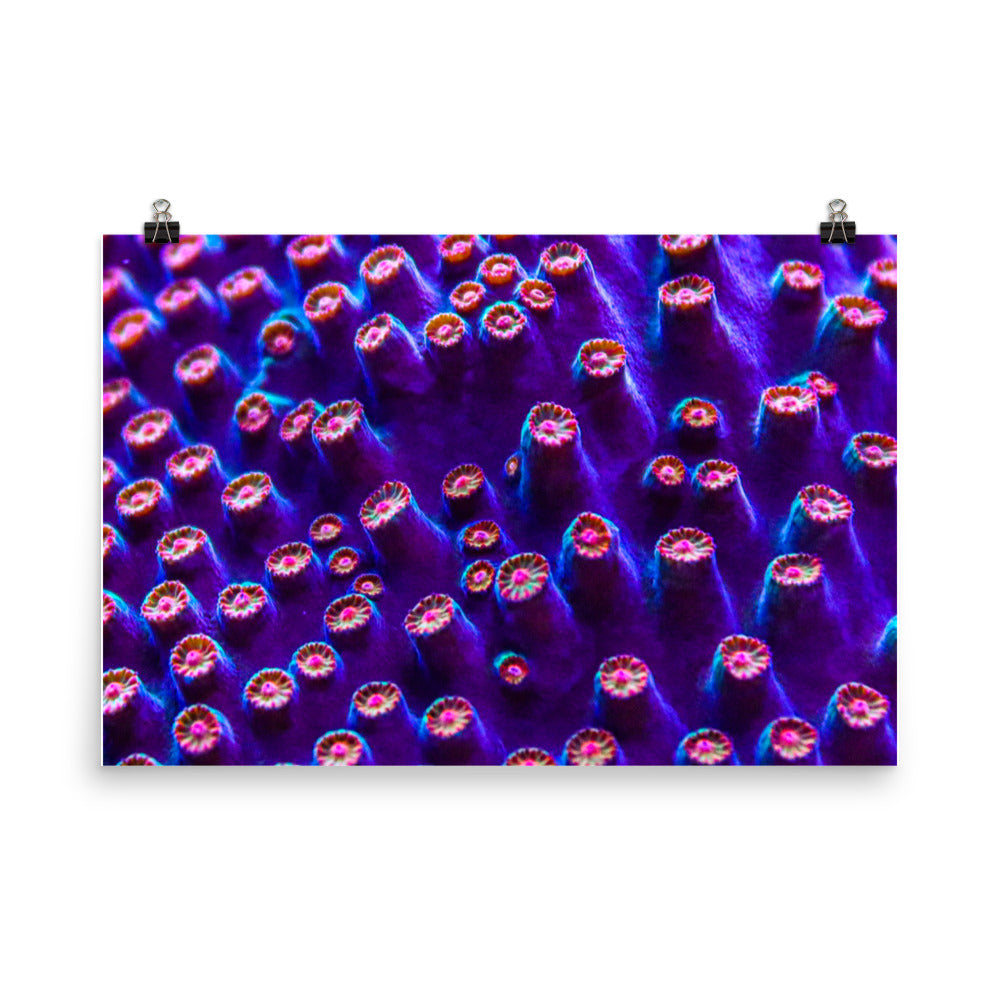Cavern Wall  - Fine Art Print - Coral Reef Photography Art