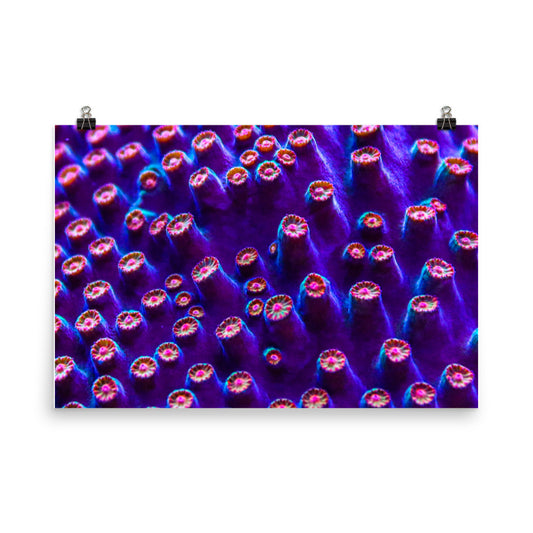 Cavern Wall  - Fine Art Print - Coral Reef Photography Art