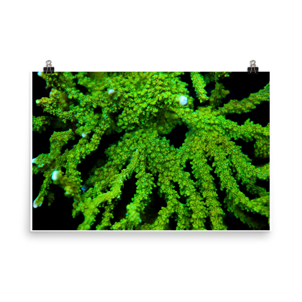 Davy Jones' Silhouette  - Fine Art Print - Coral Reef Photography Art