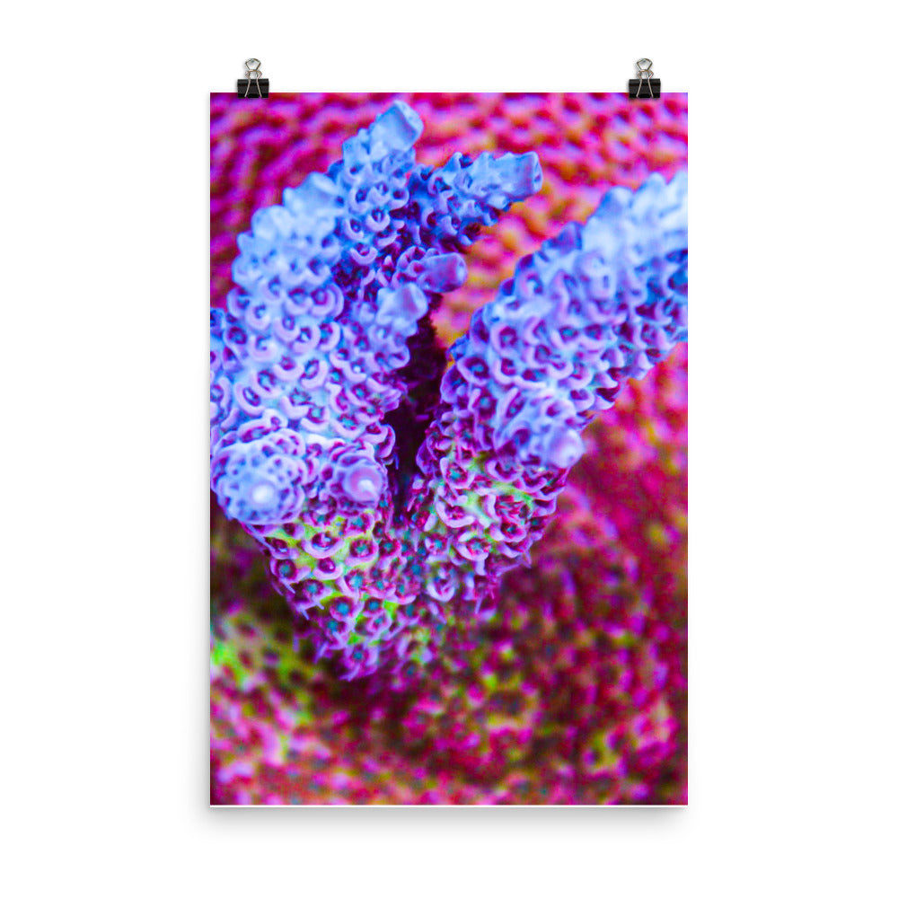 Frosted Tips - Fine Art Print - Coral Reef Photography Art