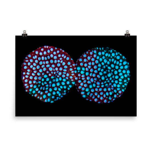 Hypnosis  - Fine Art Print - Coral Reef Photography Art