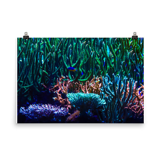 Limestone Forest - Fine Art Print - Coral Reef Photography Art