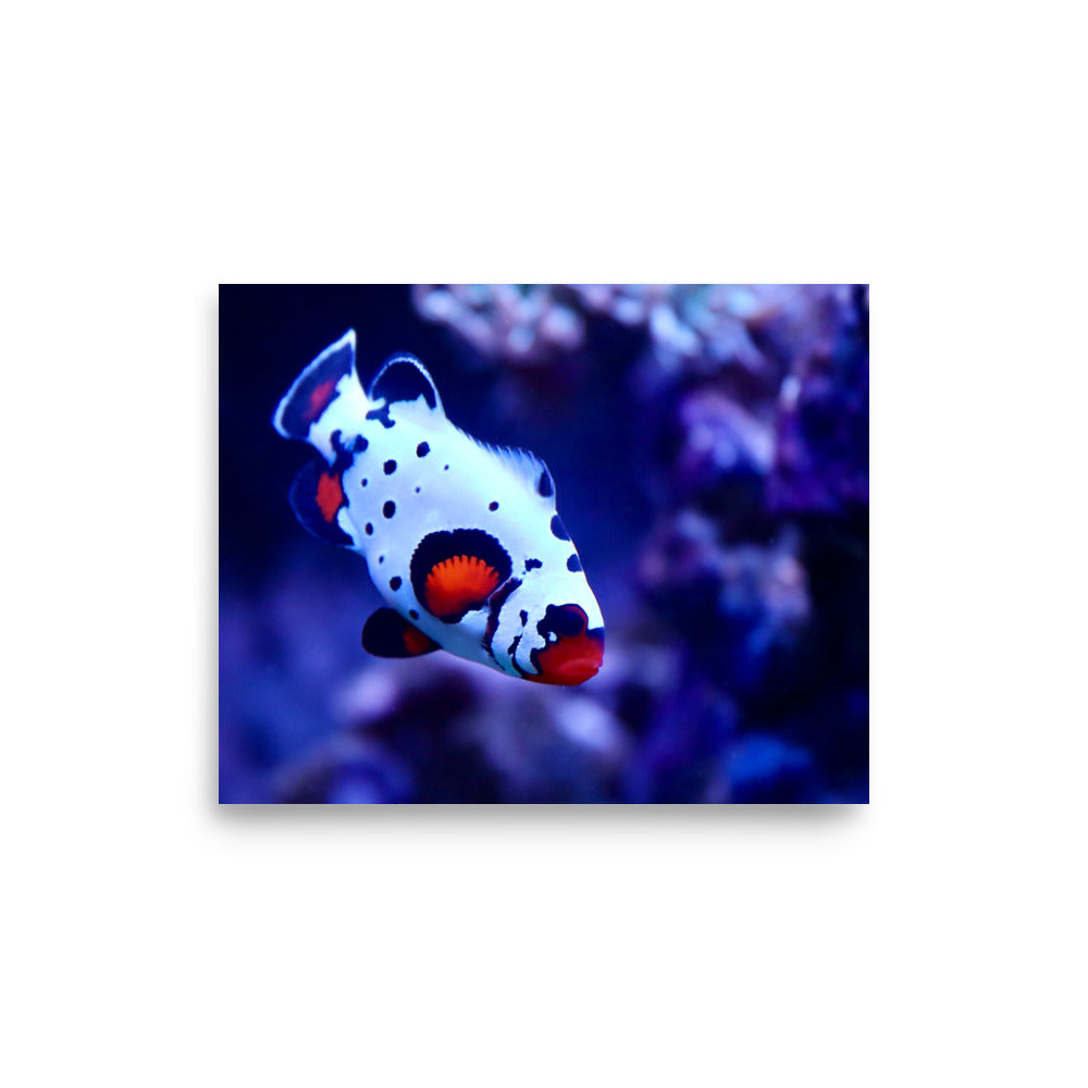 Ocellated Jester - Fine Art Print - Coral Reef Photography Art