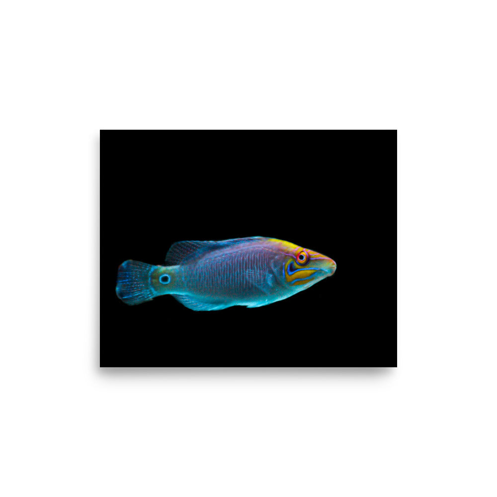 Fluores-Face - Fine Art Print - Coral Reef Photography Art
