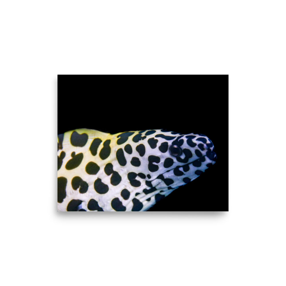Blue In The Face - Fine Art Print - Coral Reef Photography Art