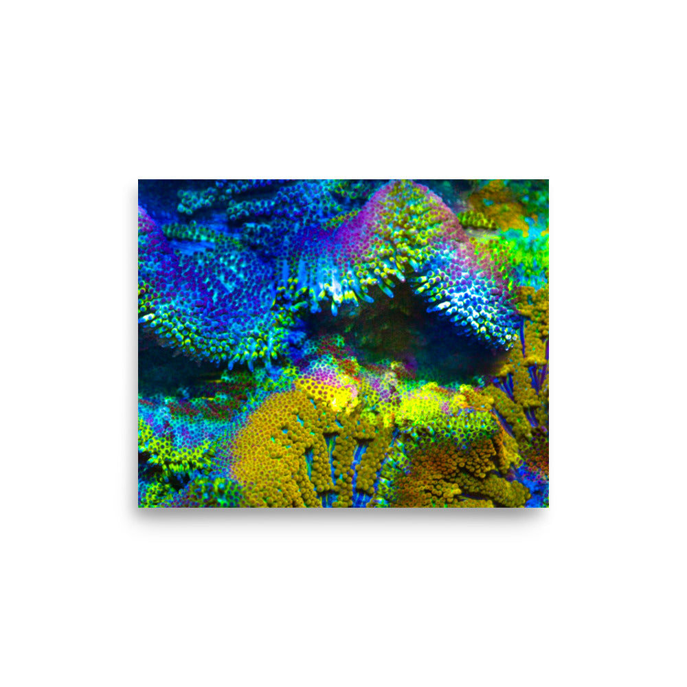 Shades Of Madness - Fine Art Print - Coral Reef Photography Art