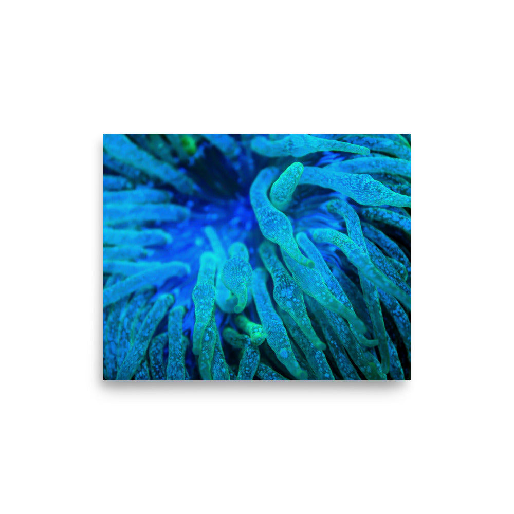 Acid Locs - Fine Art Print - Coral Reef Photography Art