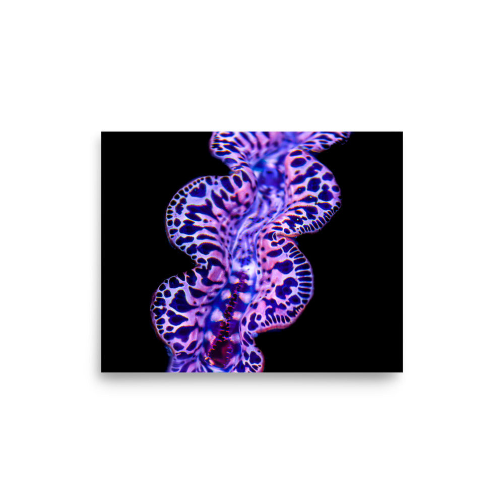Plasma Portal - Fine Art Print - Coral Reef Photography Art