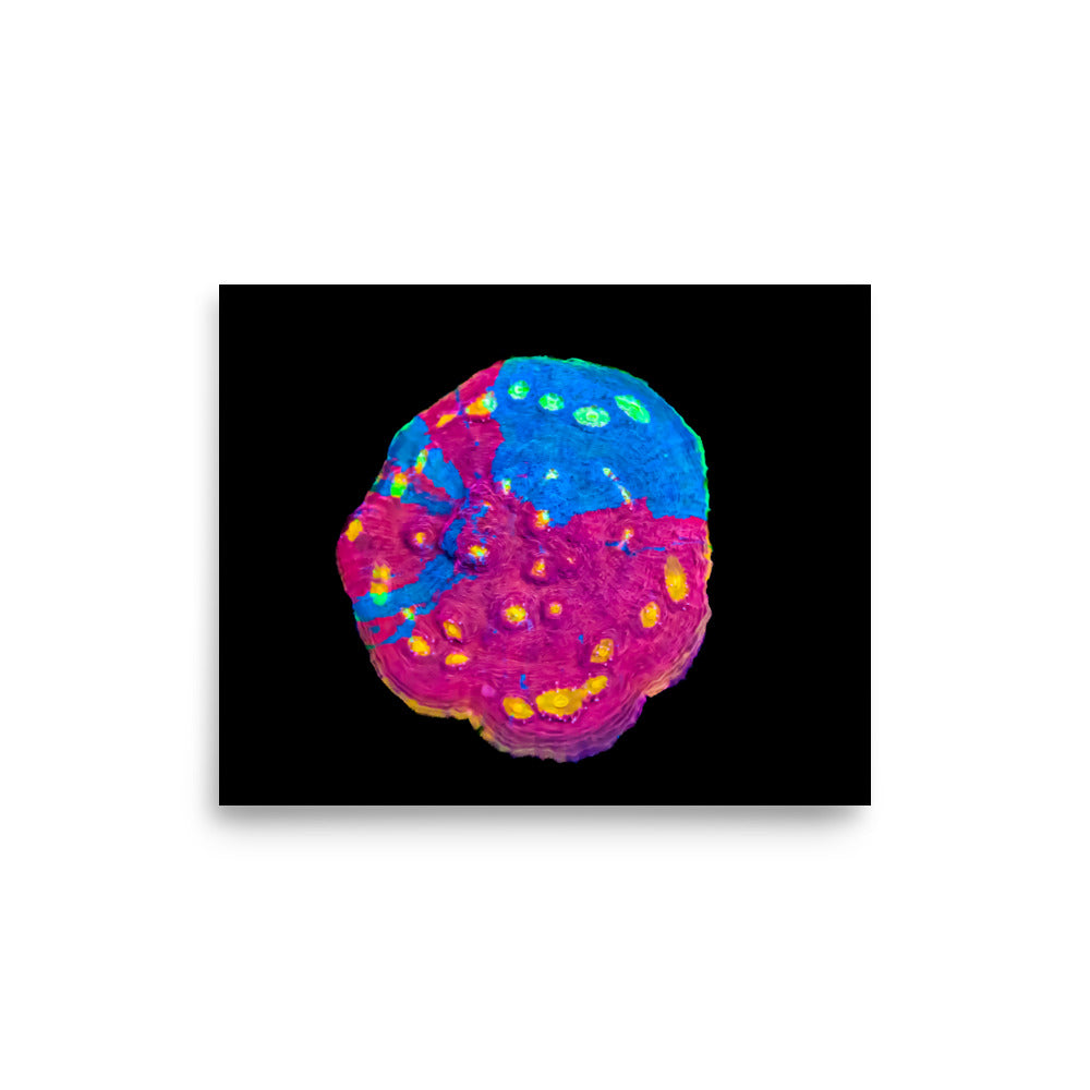 Waxberry - Fine Art Print - Coral Reef Photography Art