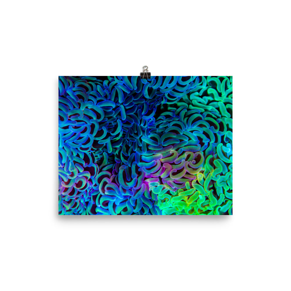 Aurora - Fine Art Print - Coral Reef Photography Art