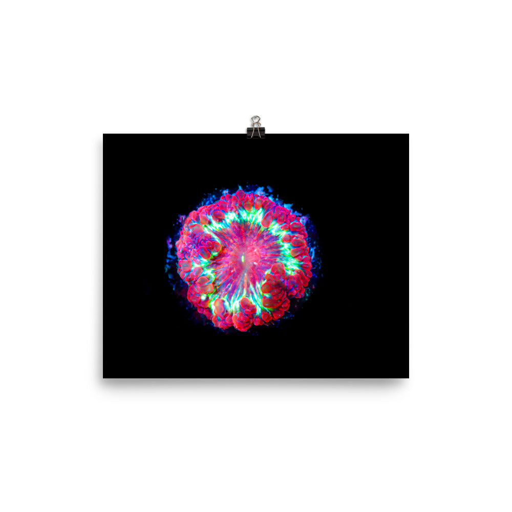 Blastonova - Fine Art Print - Coral Reef Photography Art