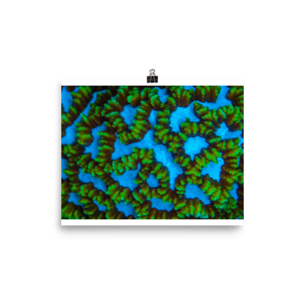 Blue Domino - Fine Art Print - Coral Reef Photography Art